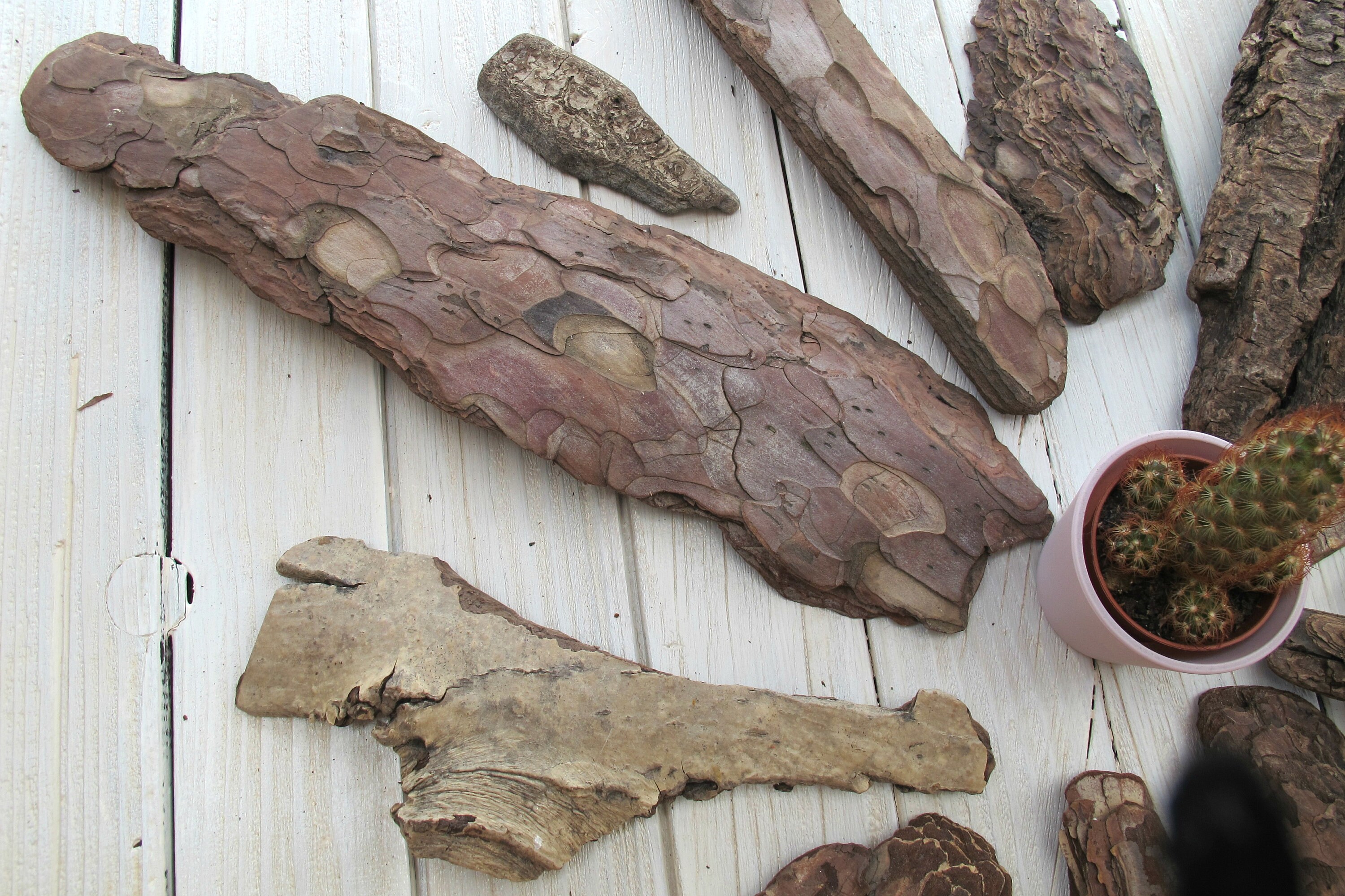 14 pieces of pine tree bark / tree skin / mixed selection Etsy