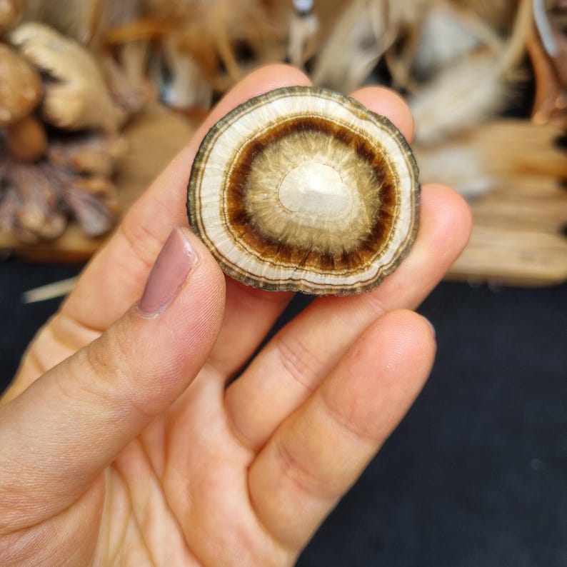 Beautiful pattern and shape - polished baryte with marcasite, Lubin, Poland image 2