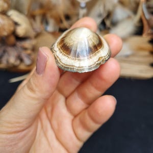Beautiful pattern and shape - polished baryte with marcasite, Lubin, Poland image 4