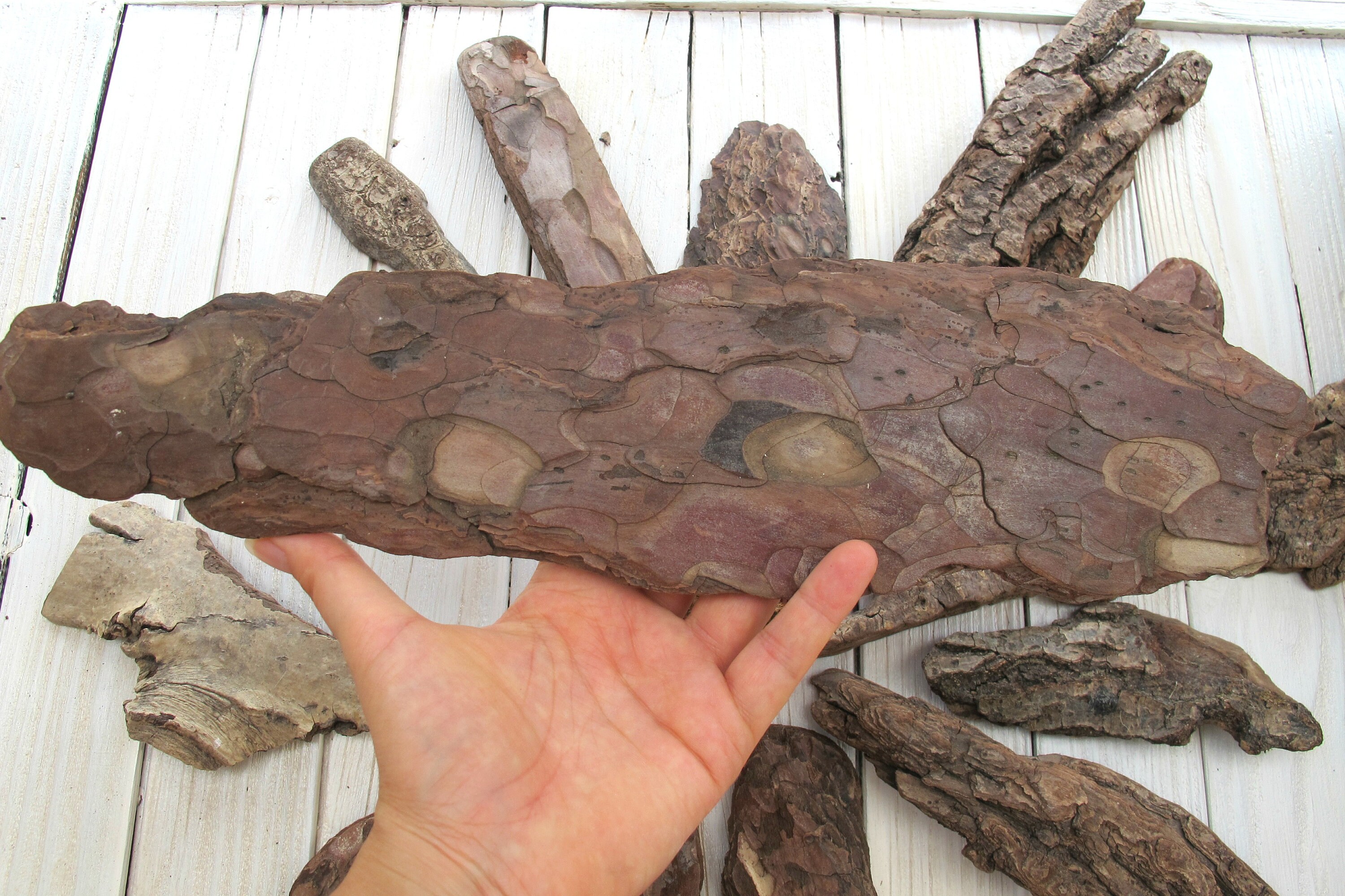 14 pieces of pine tree bark / tree skin / mixed selection Etsy