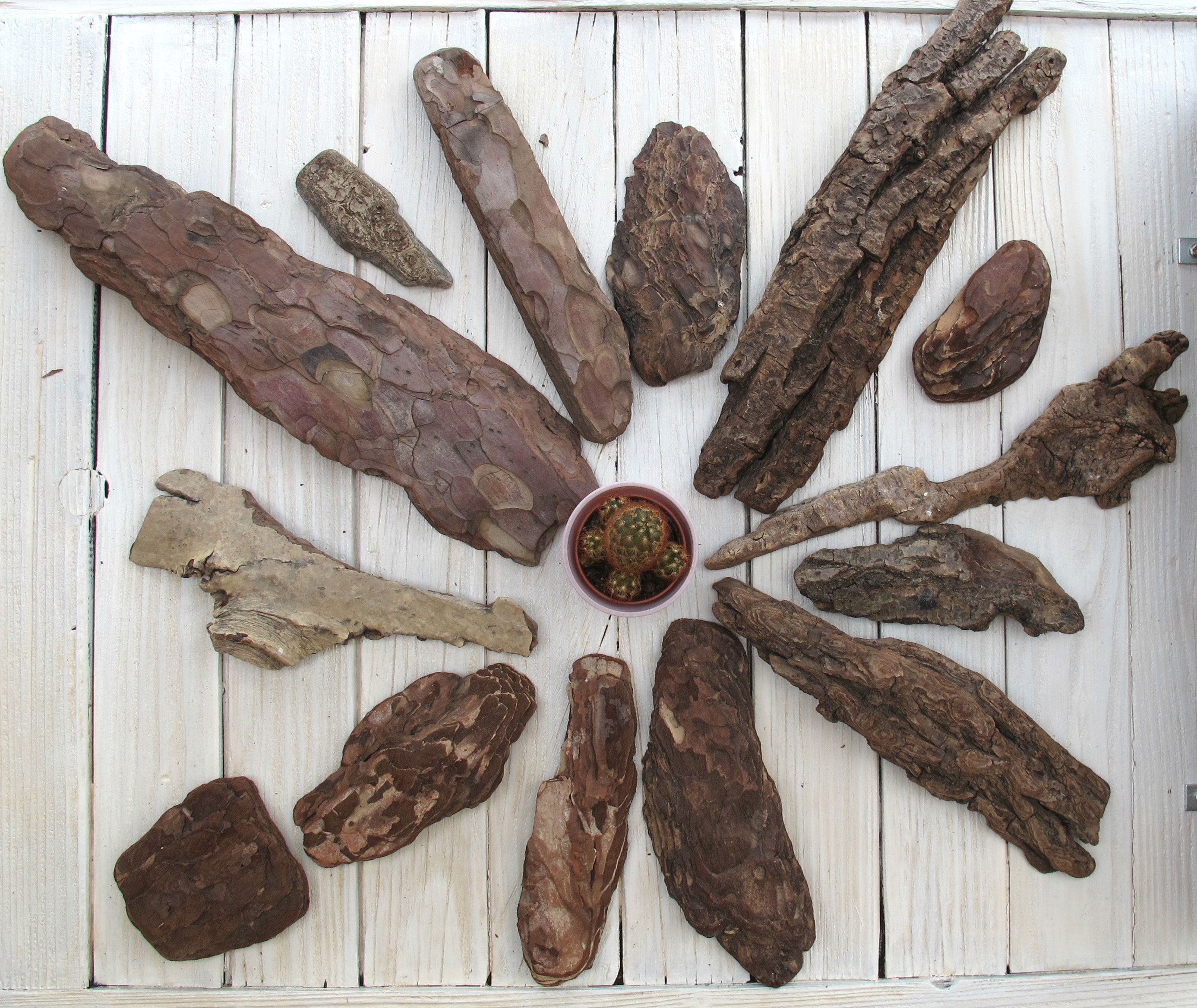 14 Pieces Of Pine Tree Bark Tree Skin Mixed Selection Etsy