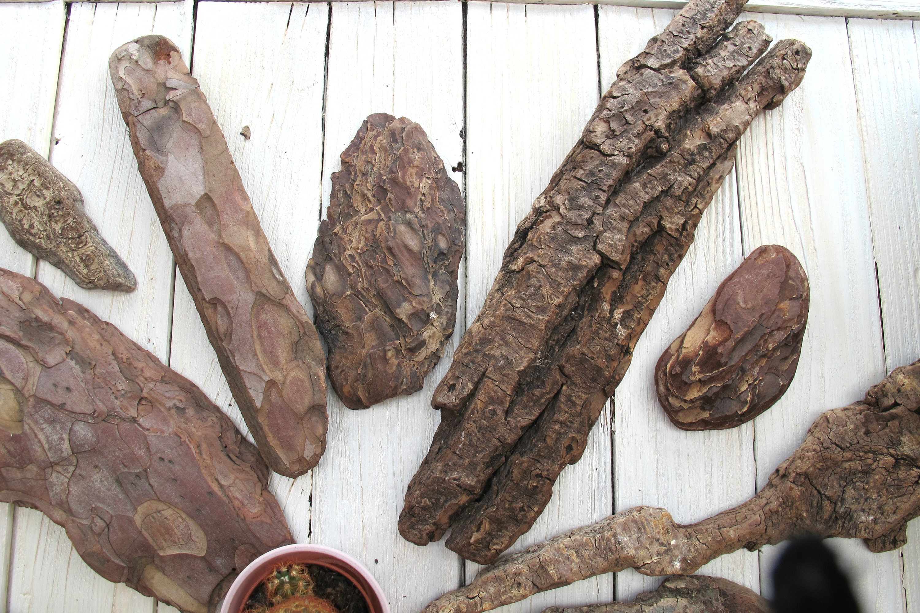 14 Pieces Of Pine Tree Bark Tree Skin Mixed Selection Etsy