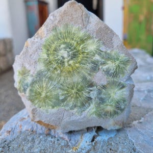 Pode incluir: Uma amostra de rocha rugosa de cor cinza-claro com vários grupos circulares distintos de cristais verde-pálidos em forma de agulha incrustados na sua superfície plana. As formações minerais exibem um padrão radiante em tons de lima.
