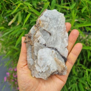 Puede incluir: Un espécimen mineral plano e irregular de color blanco y gris translúcido con capas cristalinas visibles e inclusiones minerales de color marrón oscuro en forma de rama que atraviesan la superficie, sostenido en una palma abierta.