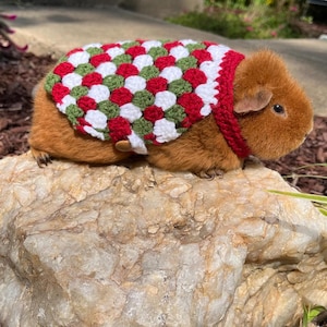 Puede incluir: Un conejillo de indias marrón con un suéter de punto rojo, blanco y verde. El conejillo de indias está sentado en una roca marrón claro.