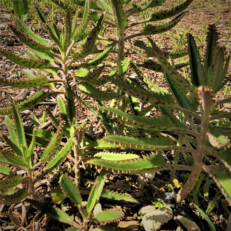 Succulent Alligator Plant Mother of Millions Kalanchoe Etsy