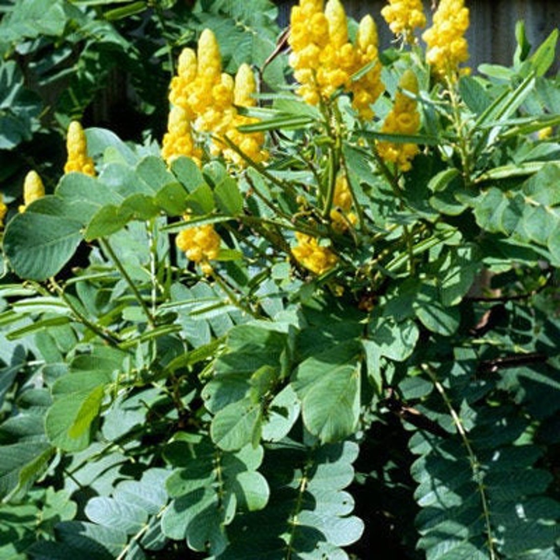 Yellow Candlestick Butterfly Bush Etsy