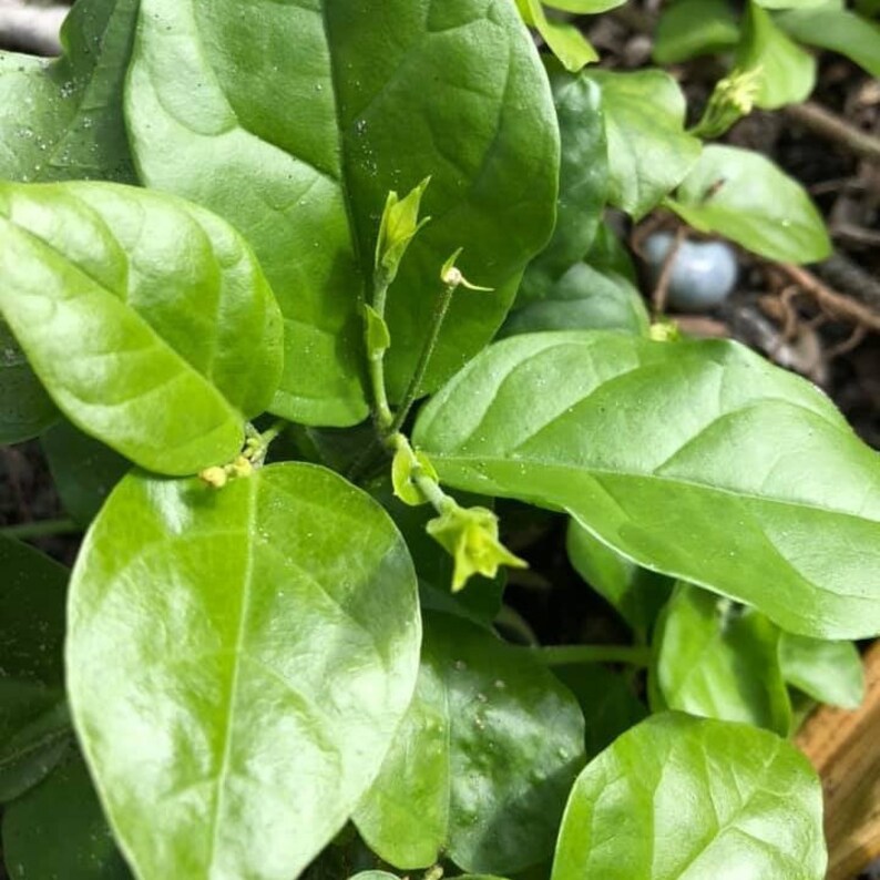 White Butterfly Bush Jasminum Sambac Arabian Tea Jasmine Etsy