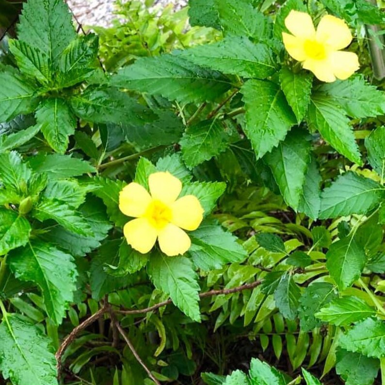 Yellow Buttercup Butterfly Bush Etsy