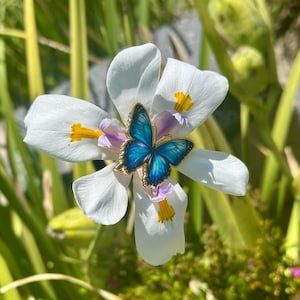 May include: A blue butterfly brooch with gold trim rests on a white flower with yellow and purple accents. The brooch has detailed blue wings. The flower is surrounded by green foliage, creating a natural, vibrant scene.