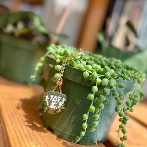 May include: A gold-tone keychain with a green hanging plant design. The keychain is hanging from a potted string of pearls plant.