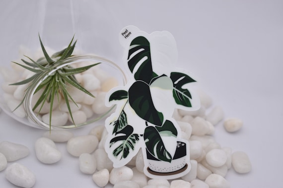 Monstera Variegata Clear Sticker