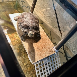 May include: A green turtle with a brown shell is sitting on a beige tile in a glass tank. The tank has a white plastic grate at the bottom and a black and gray metal frame.
