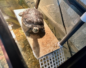May include: A green turtle with a brown shell is sitting on a beige tile in a glass tank. The tank has a white plastic grate at the bottom and a black and gray metal frame.