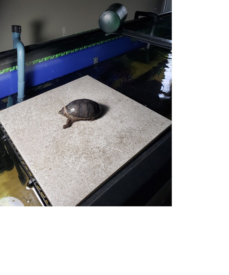 Premium Custom Built Aquarium Safe Turtle Basking Platform Etsy
