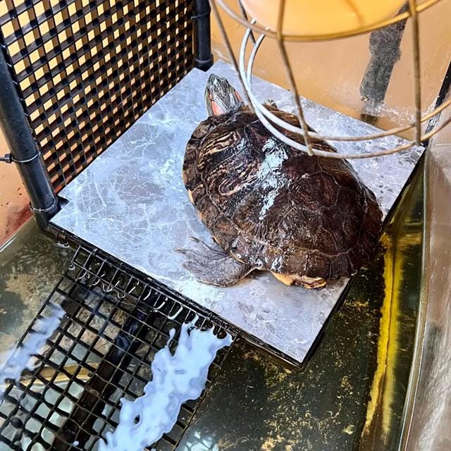 thumbnail image 2 of Turtle Rock Extra Large Turtle Basking Platform With 3 Strong Suction Cups - Floating Dock For Turtle Tanks & Aquariums Fish Tank Vacuum 2 of 14