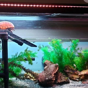 Premium Custom Built Aquarium Safe Turtle Basking Platform image 1