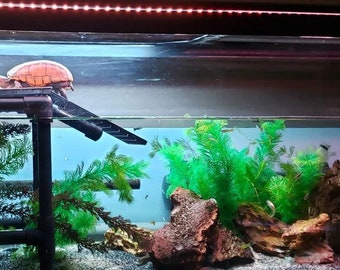 Premium Two Layer Standing Turtle Basking Platform - Made to Order for Your Tank Size! Tons of Great Reviews. Instruction Sheet Included!