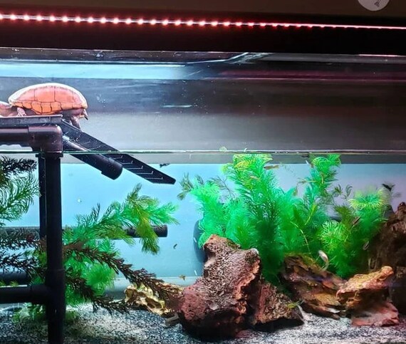 thumbnail image 2 of Aquatic Turtle Dock GLMFAN Turtle Basking Platform - Adjustable Hanging Dock For Aquatic Turtles Quai Flottant 2 of 14