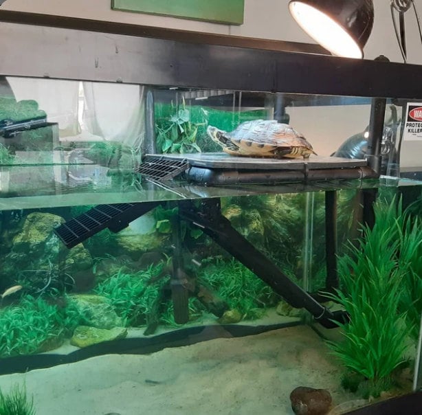 Premium Hanging side Saddle Aquarium Safe Turtle Basking Platform Hangs  From One Side of Your Aquarium 