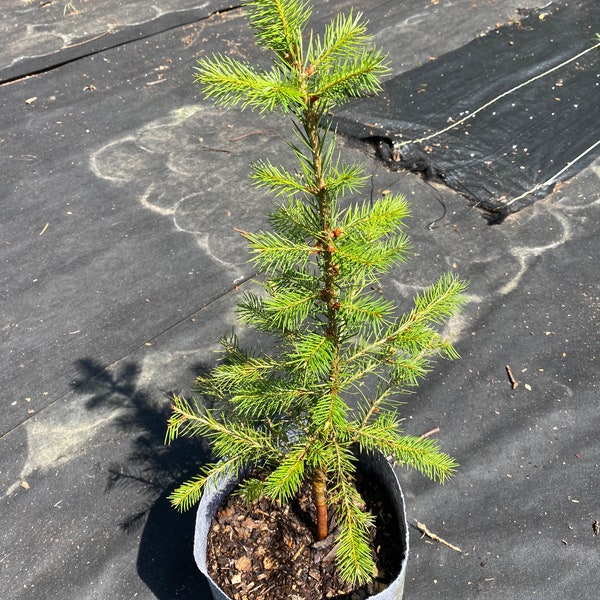 Potted Douglas Fir Tree, 12”-36"