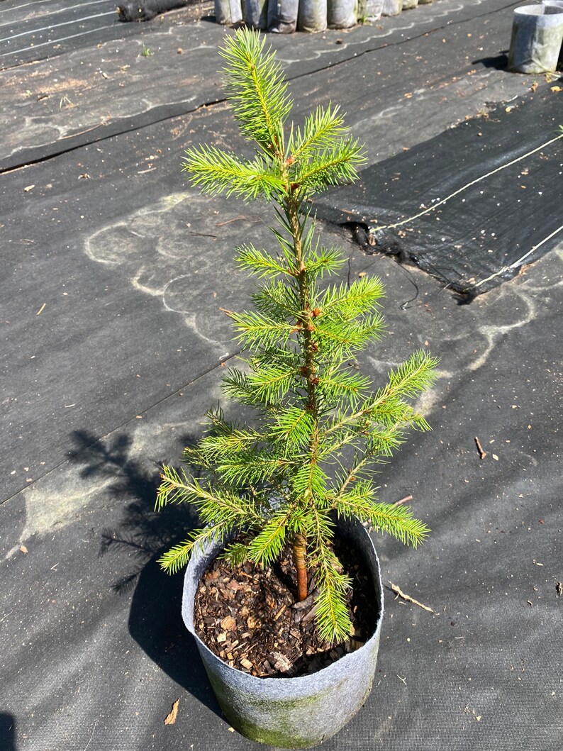Potted Douglas Fir Tree 1236 Etsy