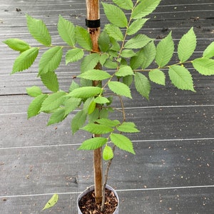 Potted American Elm Tree, 12”-48”