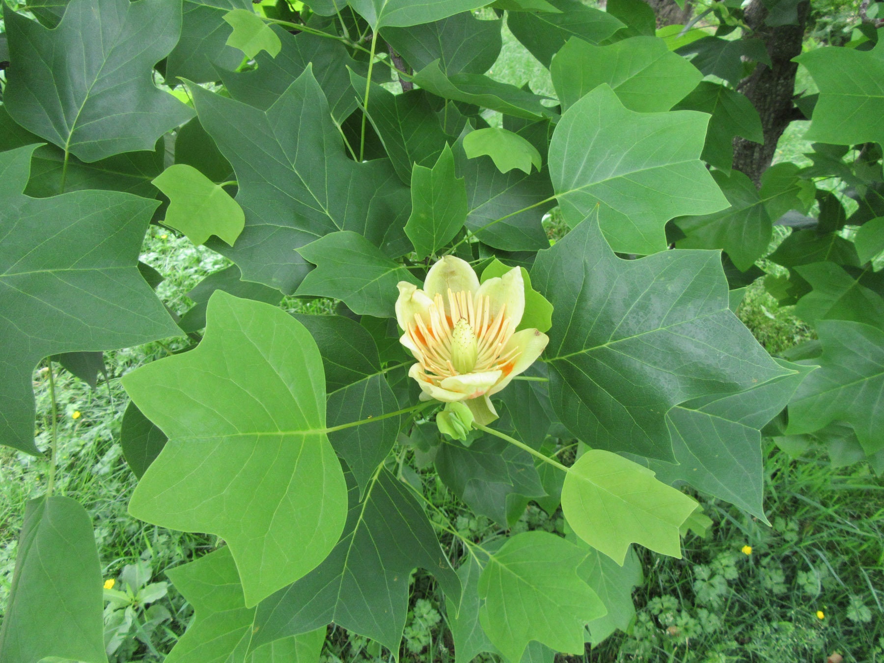Tulip Poplar Tree for Sale — Sycamore Ridge Farm
