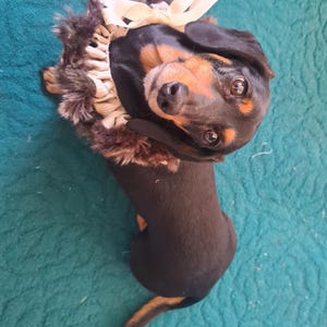 Süßes Halsband für kleine Hunde mit Kunstfellbesatz