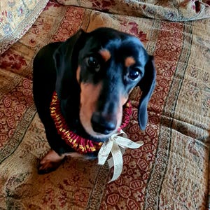 Könnte beinhalten: Ein schwarz-brauner Dackel trägt ein rot-goldenes Halsband mit einer weißen Schleife. Der Hund schaut direkt in die Kamera. Der Hintergrund ist ein gemusterter Stoff.