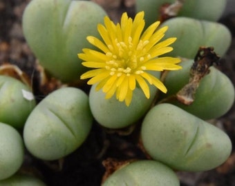 10 seeds RARE Conophytum hermarium