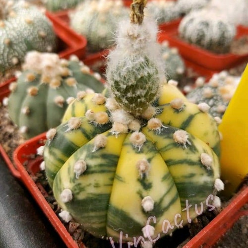 15 Fresh Seeds Variegated Astrophytum Kikko cactus 15 Fresh Seeds Variegated Astrophytum Kikko cactus