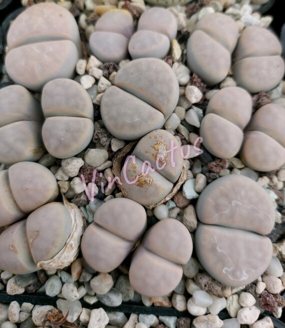lithops karasmontana opalina 10 seeds rare succulent lithops karasmontana opalina 10 seeds rare succulent