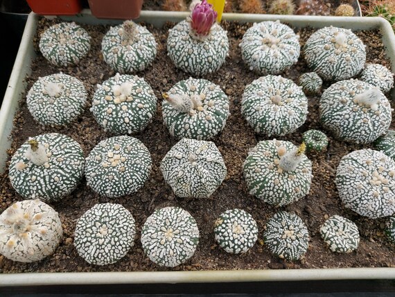Superkabuto 'Miracle' 100 seeds Astrophytum asterias cv Superkabuto 'Miracle' 100 seeds Astrophytum asterias cv