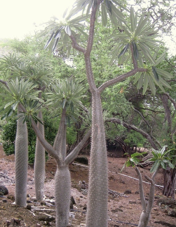 10 seeds of  Pachypodium lamerei var succulents seed C ramosum 