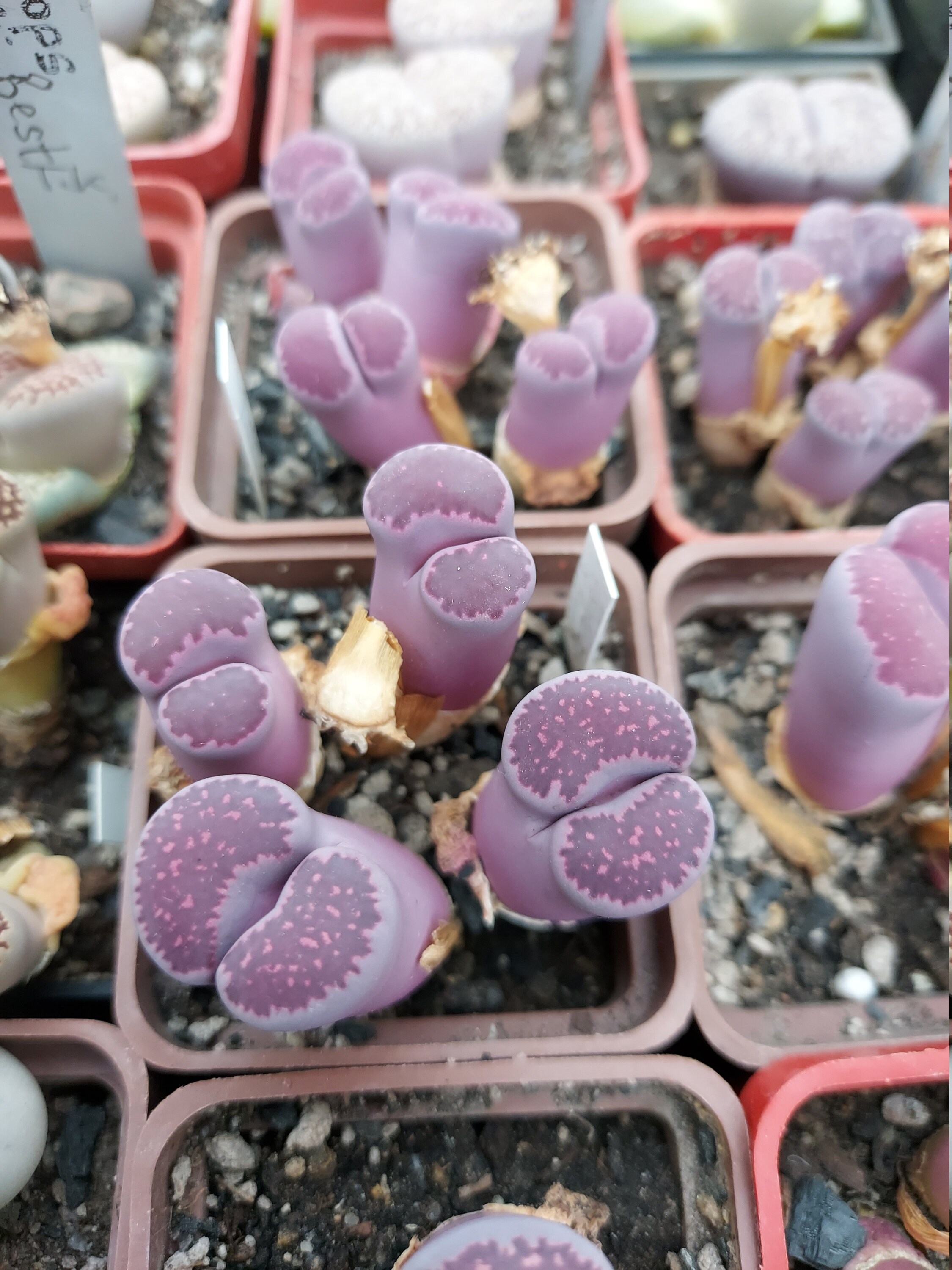 Lithops salicola /'Bacchus/' ’Sato’s Violet ’ one Plant