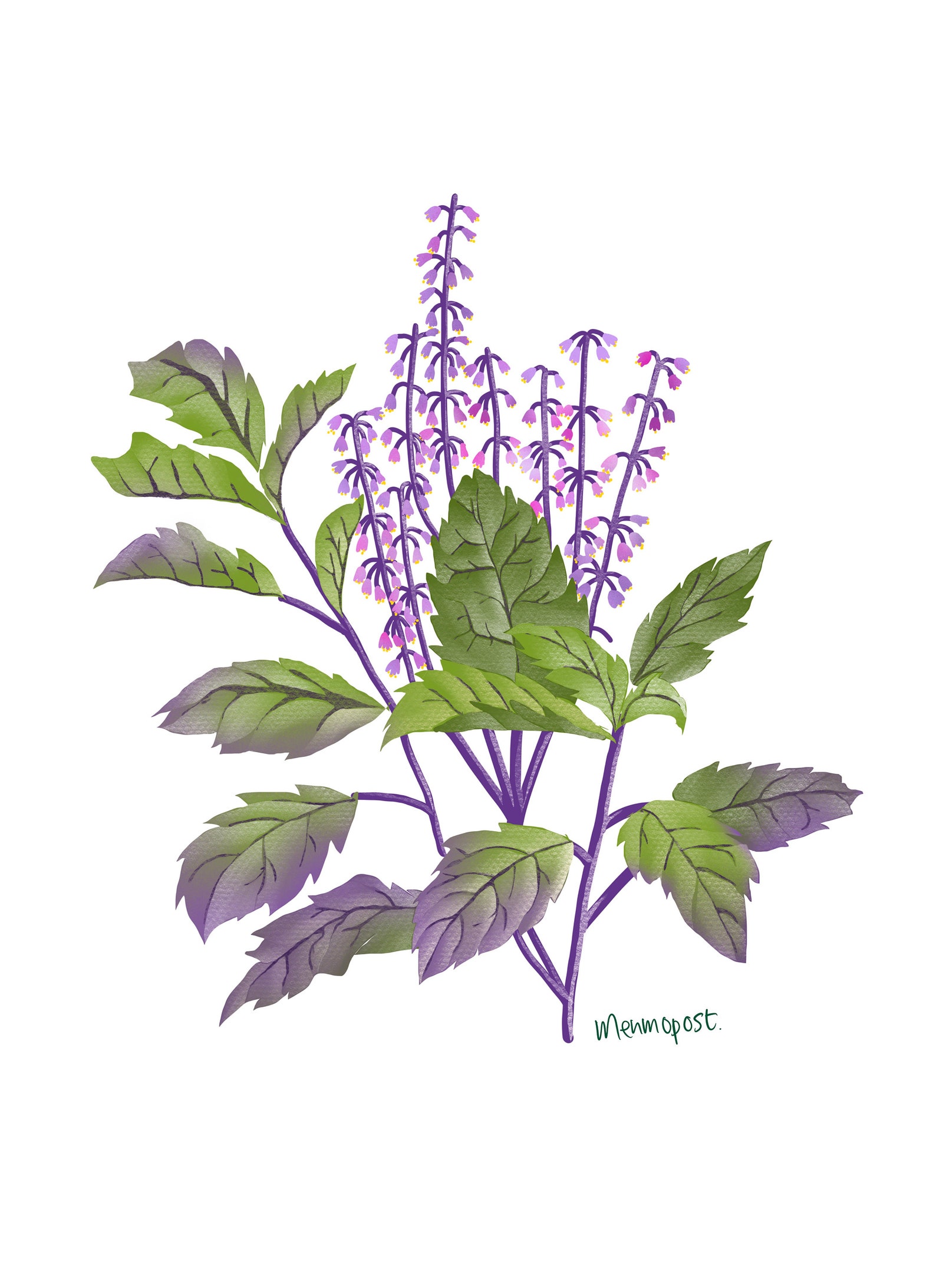 Holy Basil Krapow Fine Art Print Digital Illustration Etsy