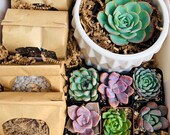 DIY SUCCULENT KIT W Ceramic Container