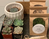 DIY Succulent Kit w Small Ceramic Container