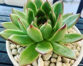 Vibrant Succulent in Ceramic Container
