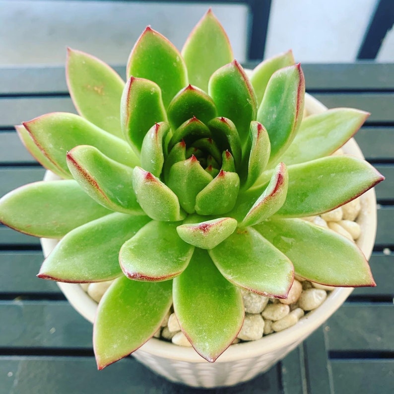Vibrant Succulent in Ceramic Container!!
