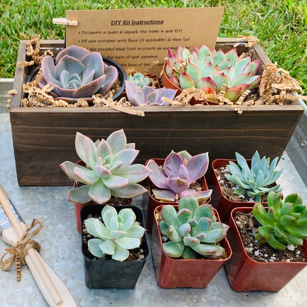 Large DIY Succulent Kit • 10”x 5” • Wood Box •