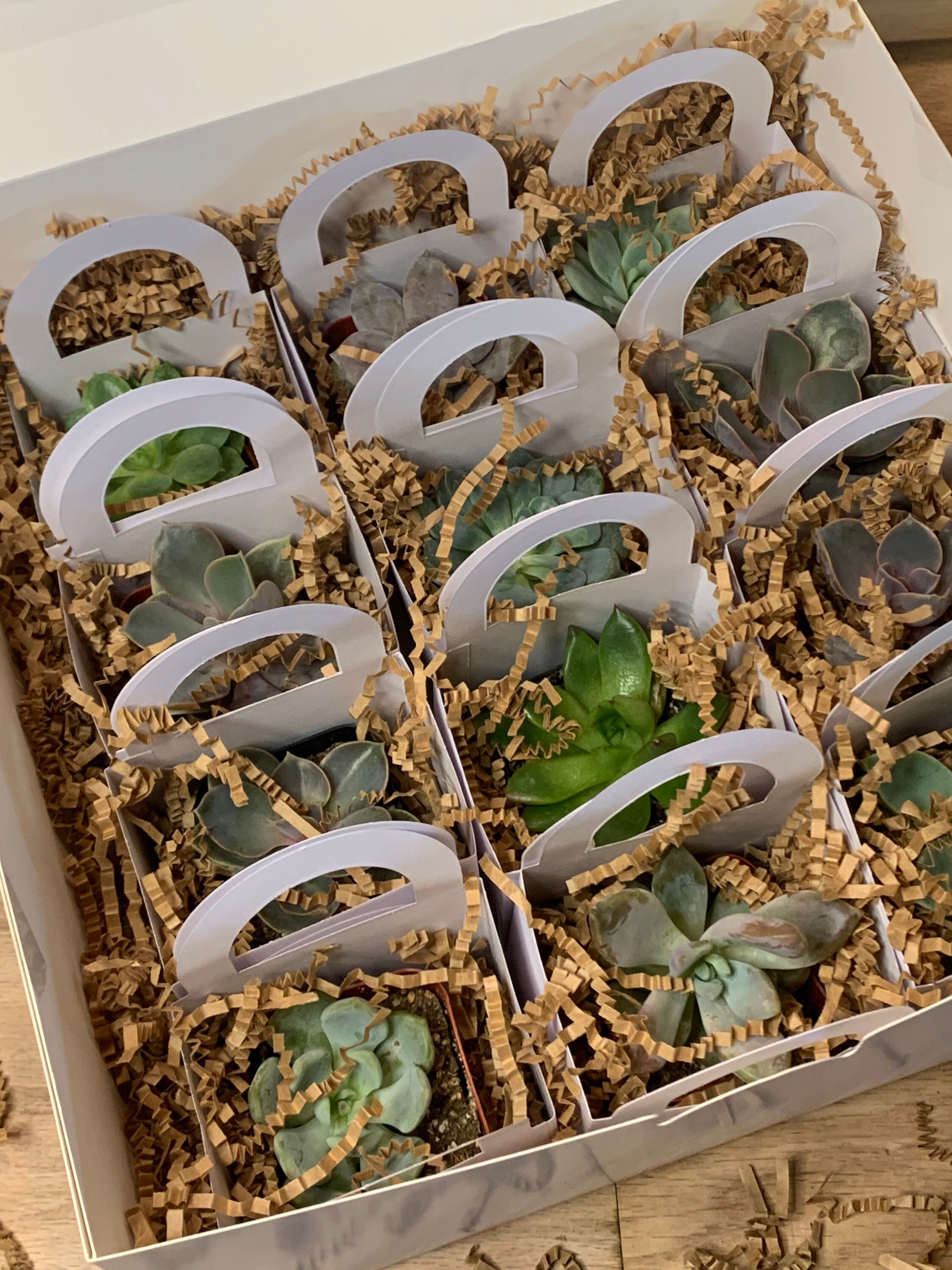 Succulent Bag Party Favors Etsy