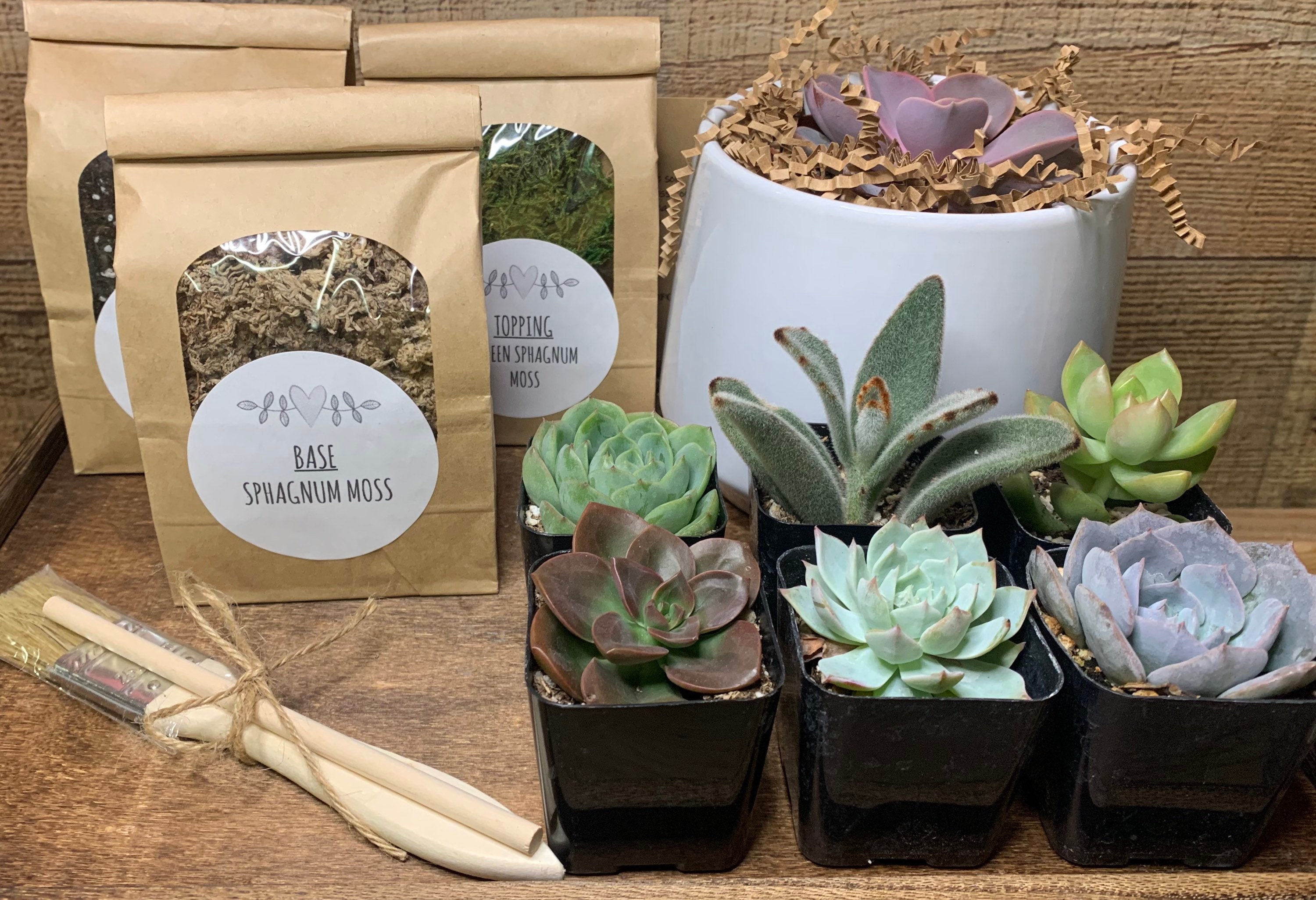 Custom DIY Succulent Kit Etsy