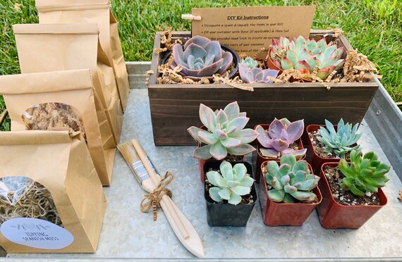Large DIY Succulent Kit  10x 5  Wood Box  - Etsy