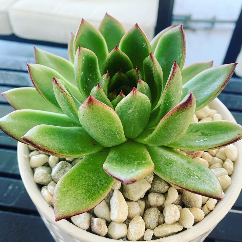 Vibrant Succulent in Ceramic Container!!