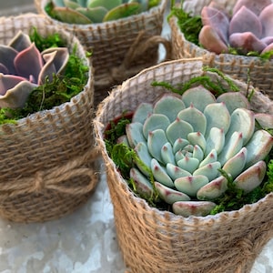 Mini Succulents wrapped in Burlap!!