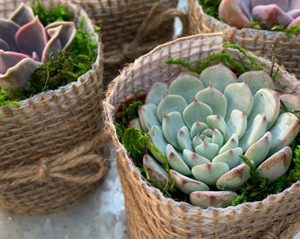May include: Four small succulent plants in burlap pots. The succulents are green and pink and are arranged in a row.