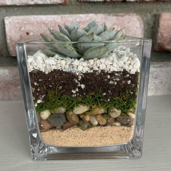 Square Terrarium Etsy