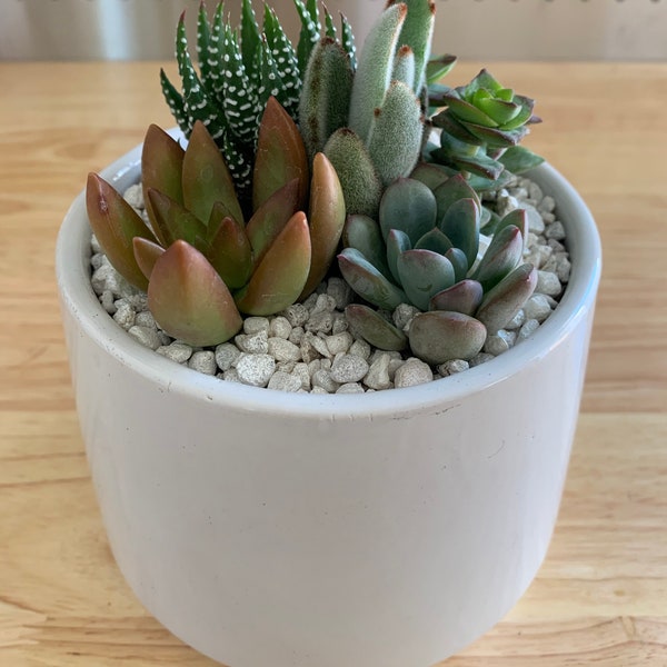 Succulent Arrangement in White Planter